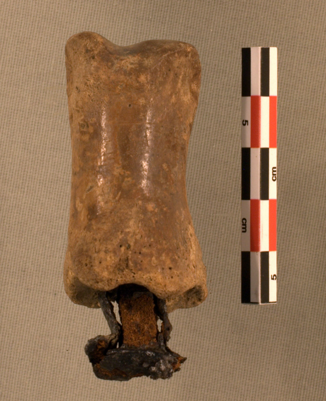 Kuva 2. Keskiaikainen naudan sormiluu, johon on lyöty rautanaula. Esineen pinnan kiiltävä patina kertoo sen toistuvasta käsittelystä. Aboa Vetus Ars Nova-museo, luu numero 9 taulukossa 1. Kuva: Auli Bläuer.