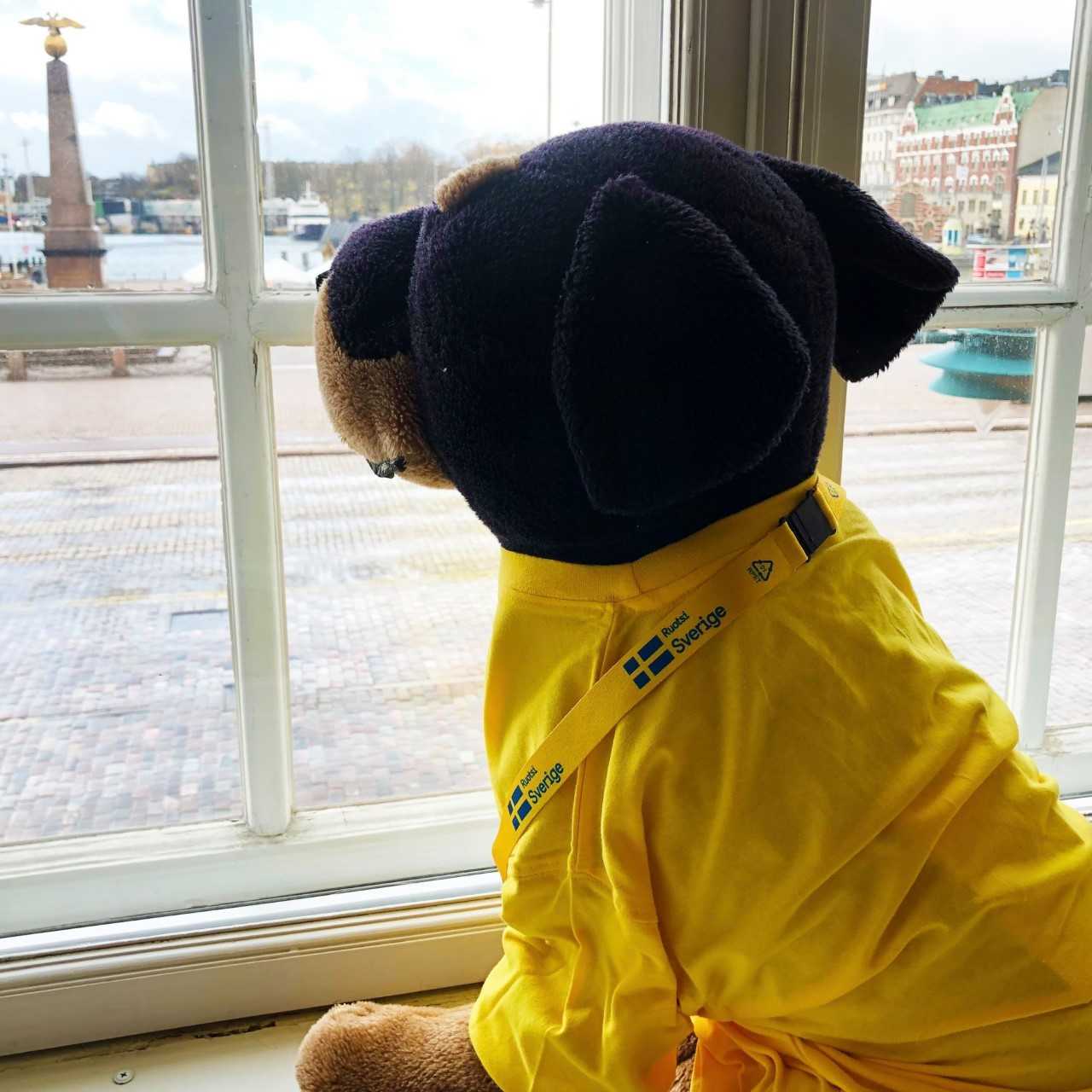 Kuva 2. Siniseen ja keltaiseen puettu pehmokoira “Rocky” katsoo ulos Ruotsin Helsingin suurlähetystön ikkunasta. Kuvan lähde: Ruotsin suurlähetystö.